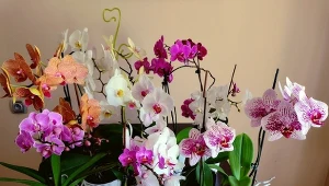 Kolekcja storczyków naszej Czytelniczki.