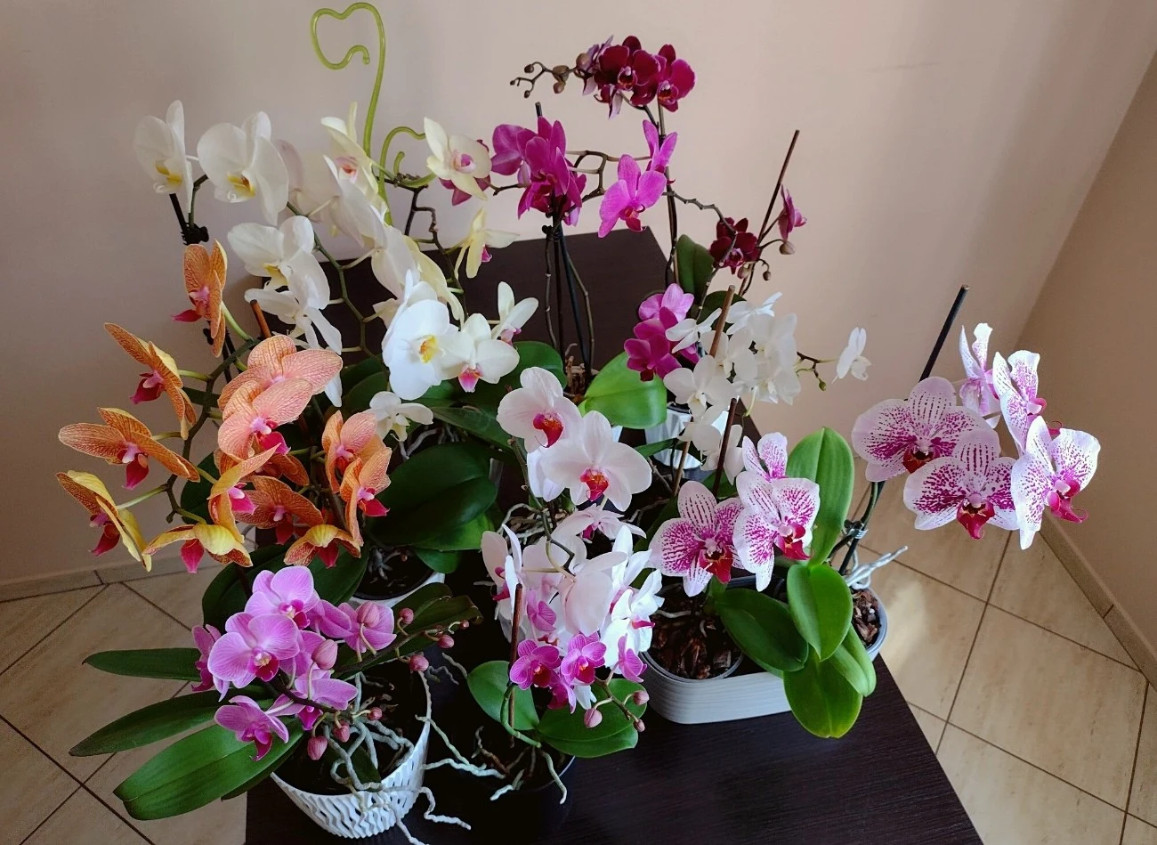 Kluczem do sukcesu w uprawie storczyków jest odpowiednia pielęgnacja i nawożenie