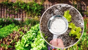 Opylanie roślin jest dobrym sposobem, aby pozbyć się szkodników z roślin.