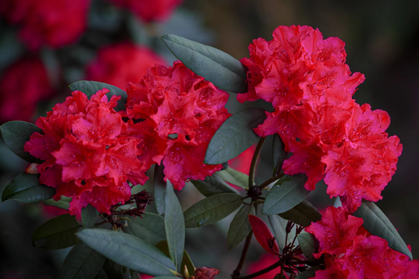 Podlewaj rododendron codziennie, szczególnie podczas cieplejszych miesięcy