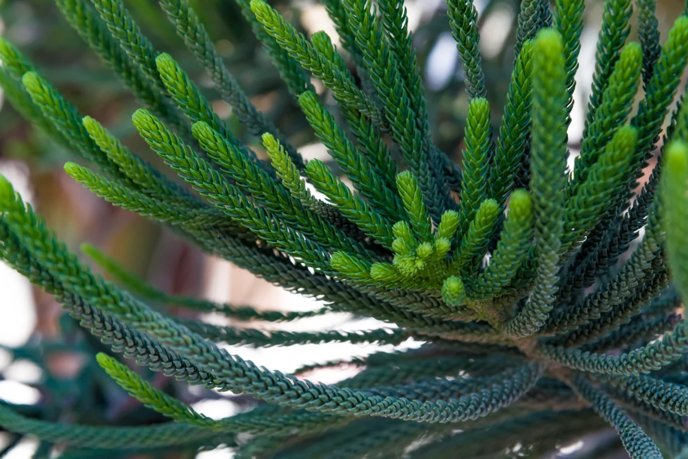 Araukaria należy do niewielkiej ilości roślin iglastych, które można uprawiać w domu