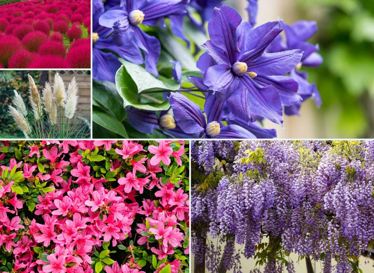 10 roślin, które zrobią wrażenie na każdym