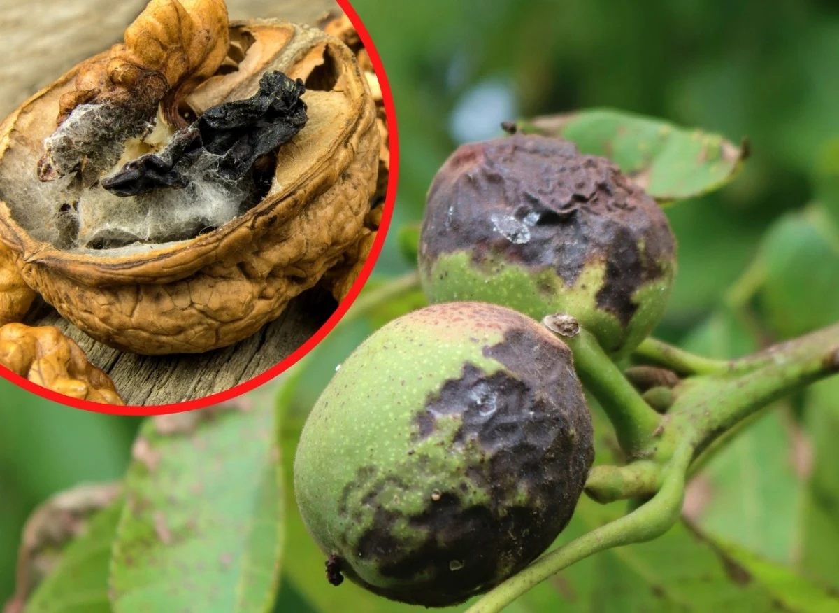 Choroby grzybowe sprawiają, że orzechy zaczynają brązowieć i gnić