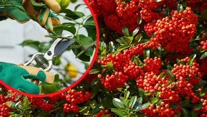 Ogniki szkarłatne formowane na żywopłoty zwykle przycina się dwa razy do roku