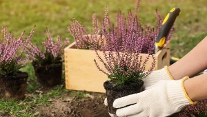 Właściwie pielęgnowane wrzosy przetrwają w ogrodzie wiele lat.