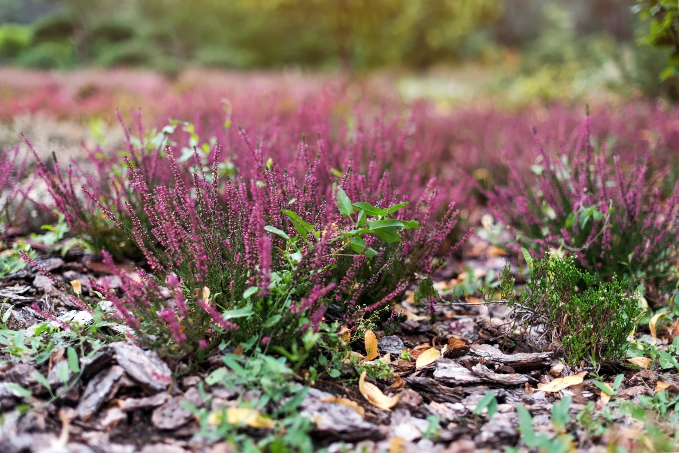 Na zimę wrzosy należy okryć