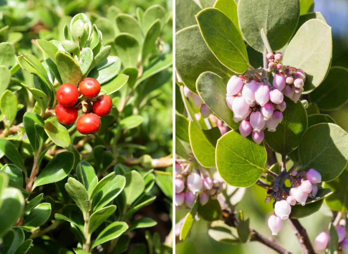 Mącznica ma zastosowanie w leczeniu chorób układu moczowego