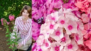 Floksy kwitną aż do jesieni.