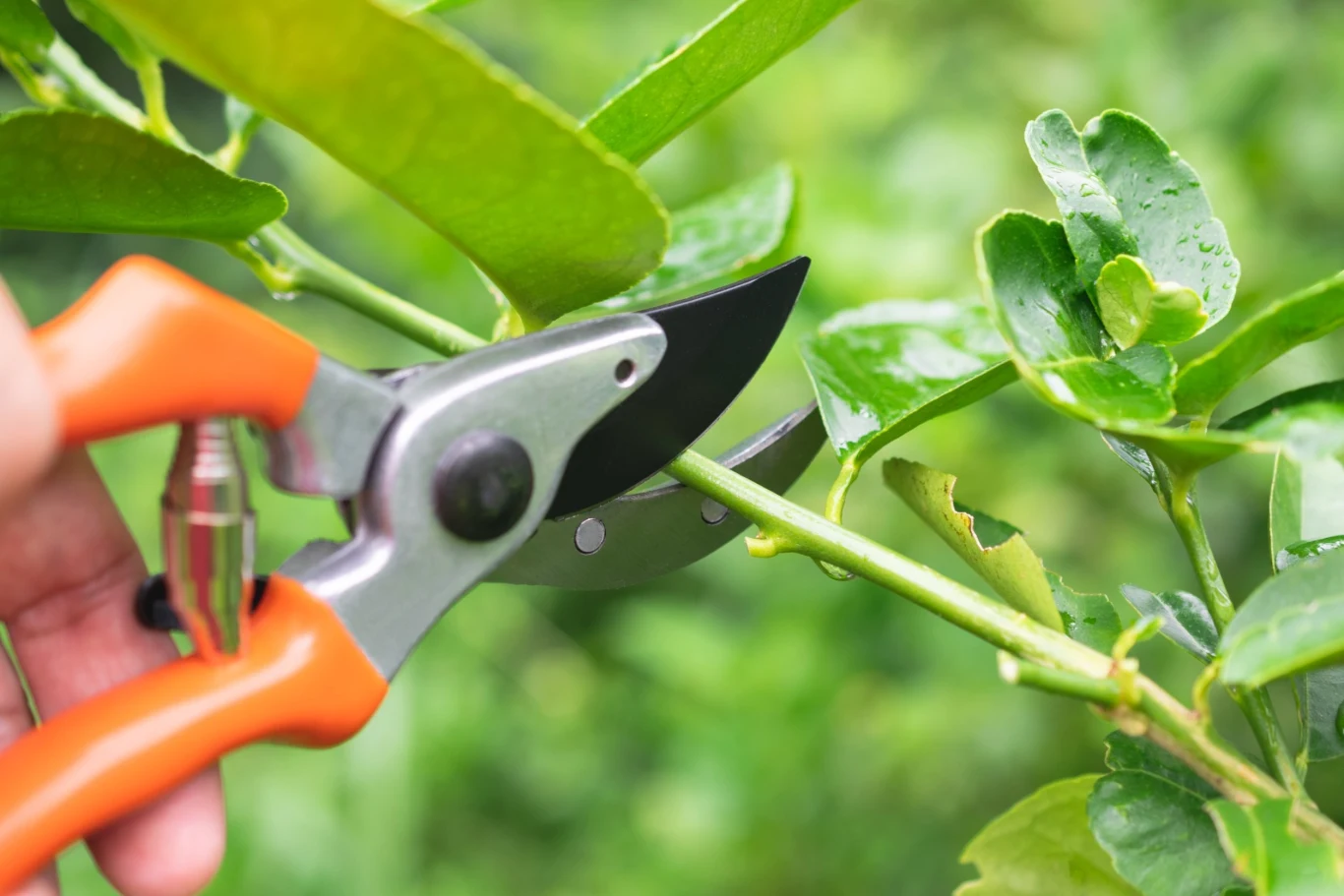 Ognik szkarłatny dobrze znosi cięcie korygujące przez cały sezon wegetacyjny