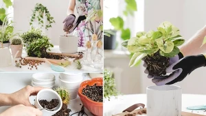 Przesadzanie roślin doniczkowych jest konieczne, gdy ich korzenie nie mieszczą się w doniczce lub ich liście są blade.