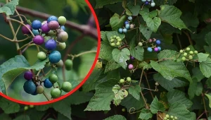 Owoce winnika zmiennego są podobne do winogrona.