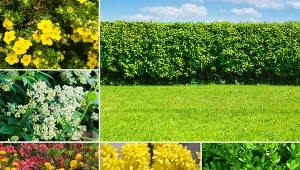 Nie tylko ligustr. Poznaj 10 roślin, które doskonale nadają się na żywopłot.