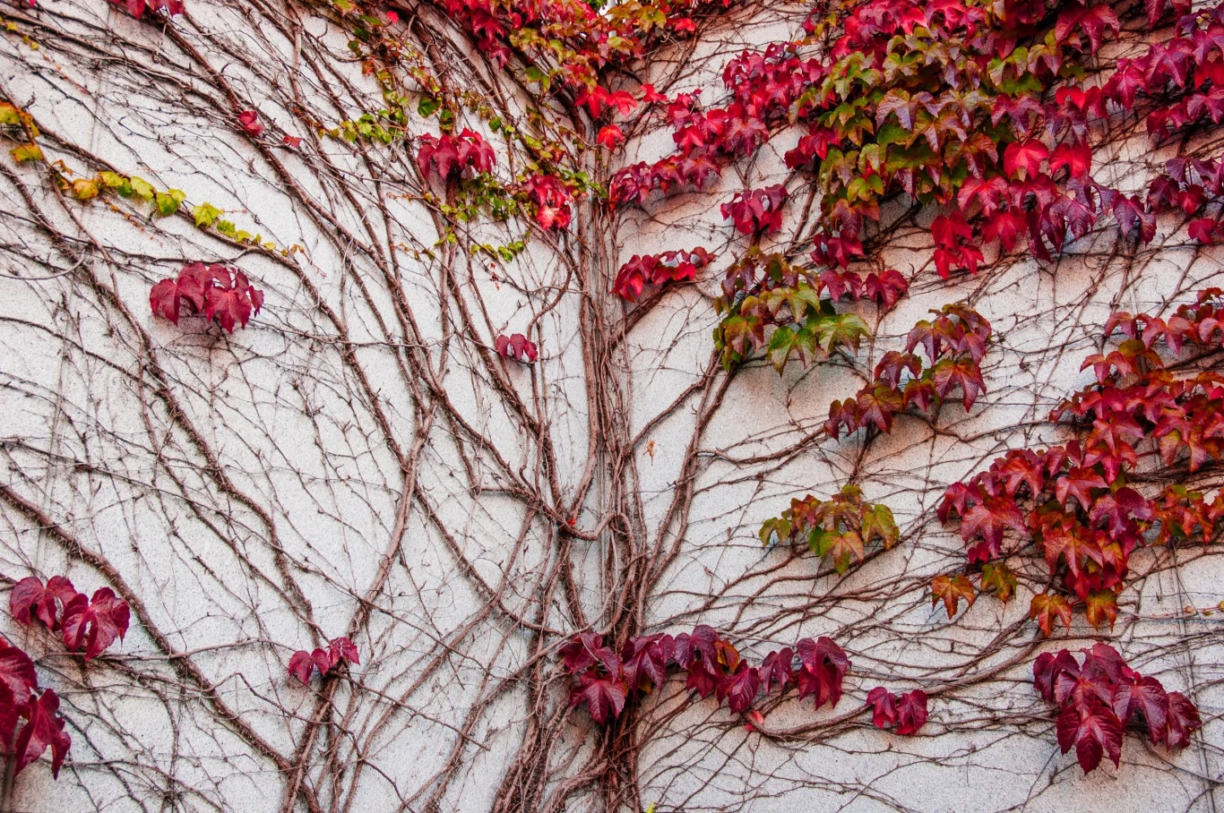 Winnik pnie się po ścianach i podporach