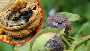 Te choroby powodują gnicie orzechów włoskich. Sprawdź, jak je zwalczyć