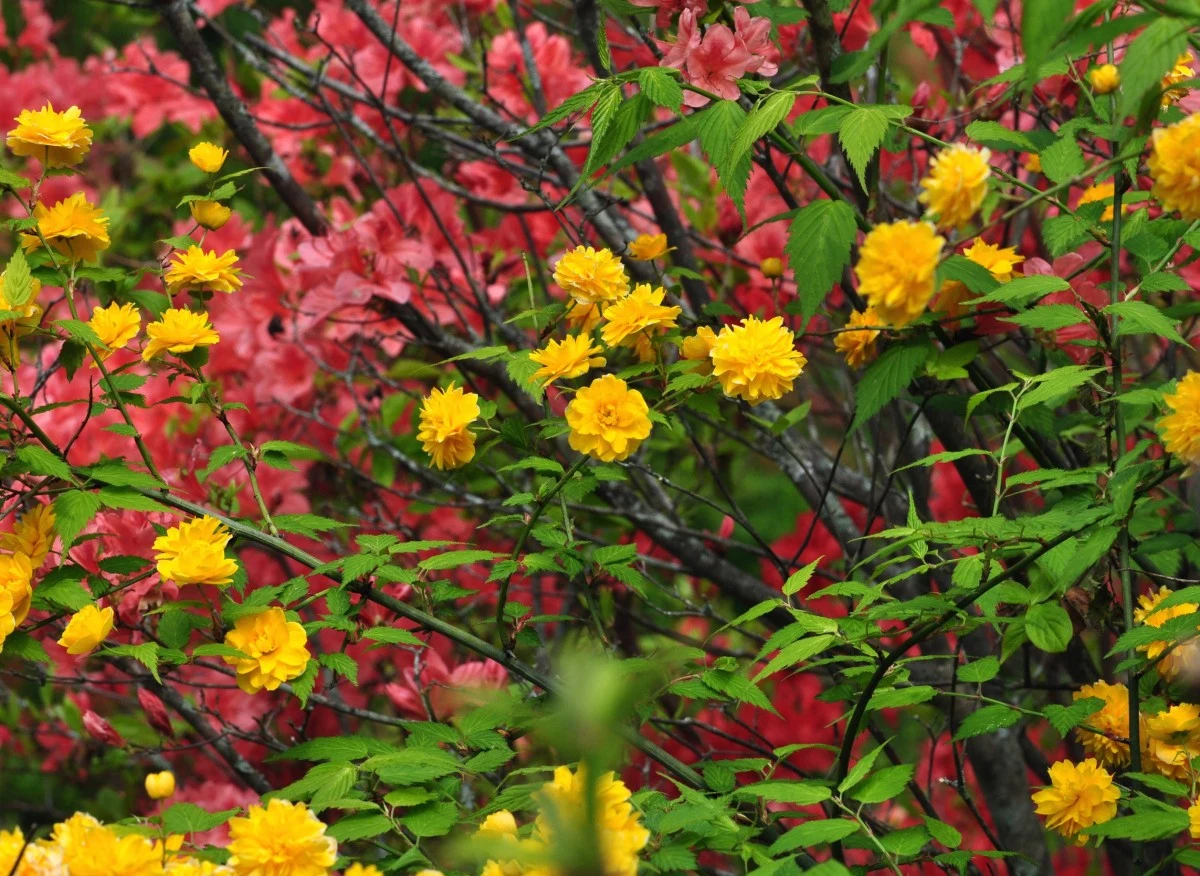 Złotlin japoński jest ceniony ze względu na obfite kwitnienie oraz niewielkie wymagania pielęgnacyjne