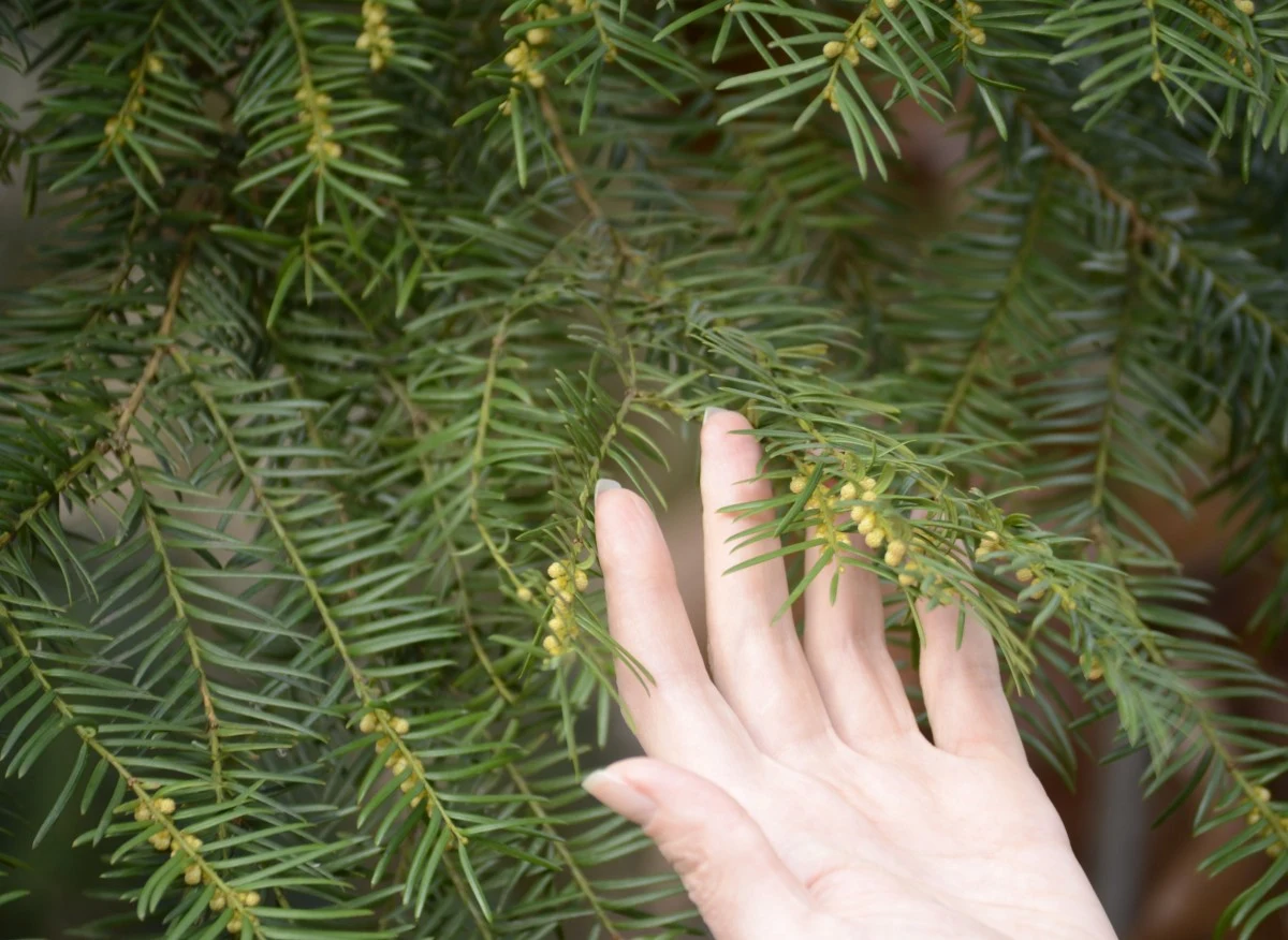 Popularną, ogrodową odmianą cisa jest cis pospolity (Taxus baccata)