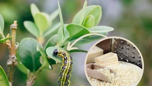 Ćma bukszpanowa to groźny szkodnik, którego larwy żerują na liściach oraz młodych pędach bukszpanów.