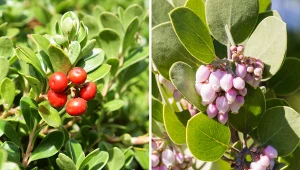 Mącznica ma zastosowanie w leczeniu chorób układu moczowego.