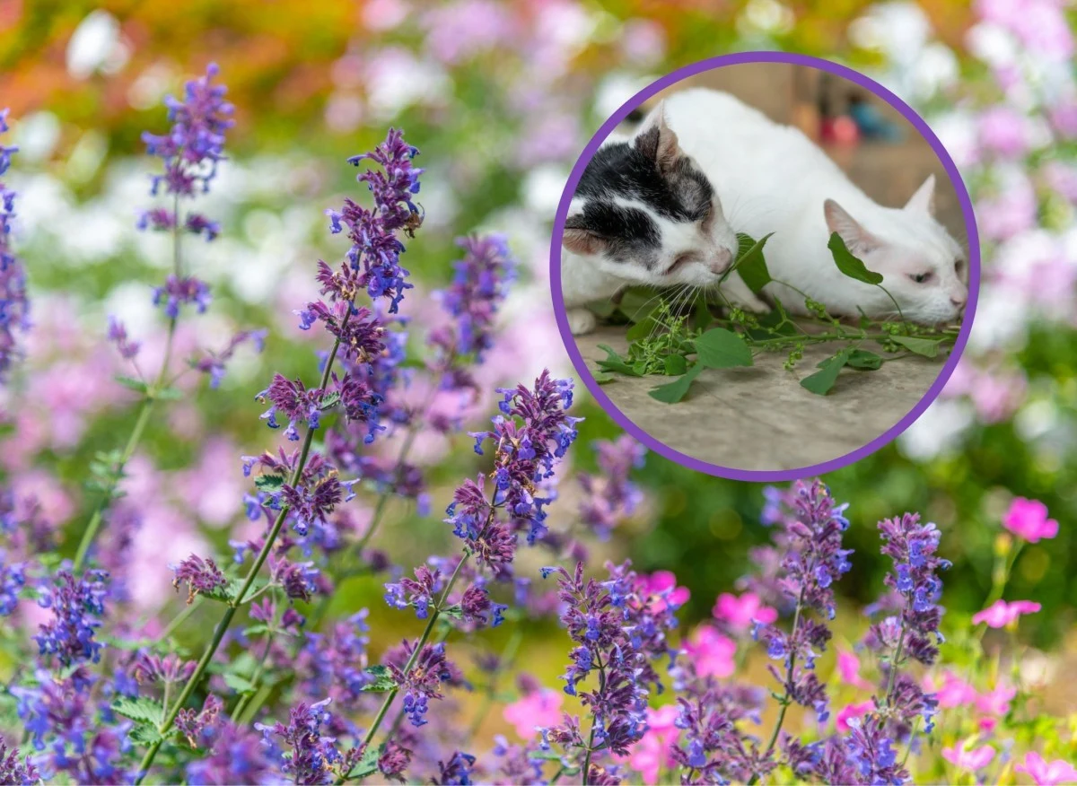 Kocimiętka to piękna roślina, która zawiera w sobie wiele leczniczych substancji, takich jak olejki eteryczne, garbniki, czy gorycze