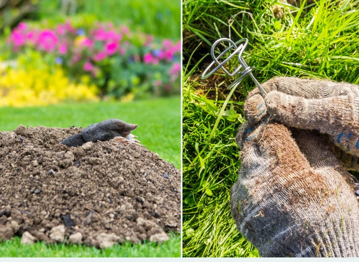 Choć kret jest mięsożercą, w wyniku jego działalności może dochodzić do uszkodzenia systemów korzeniowych roślin