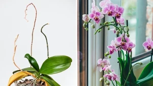 Wypróbowana przez mieszkankę Szwecji metoda w krótkim czasie pobudza storczyki do kwitnienia.