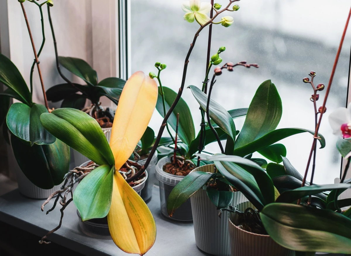 Usychające liście storczyków mogą być oznaką złej pielęgnacji