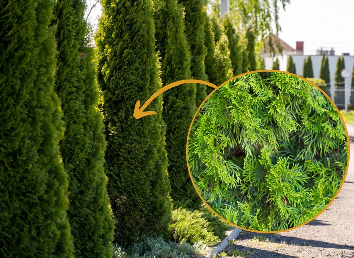 Tuja ozdobna to doskonałe tło dla innych kompozycji