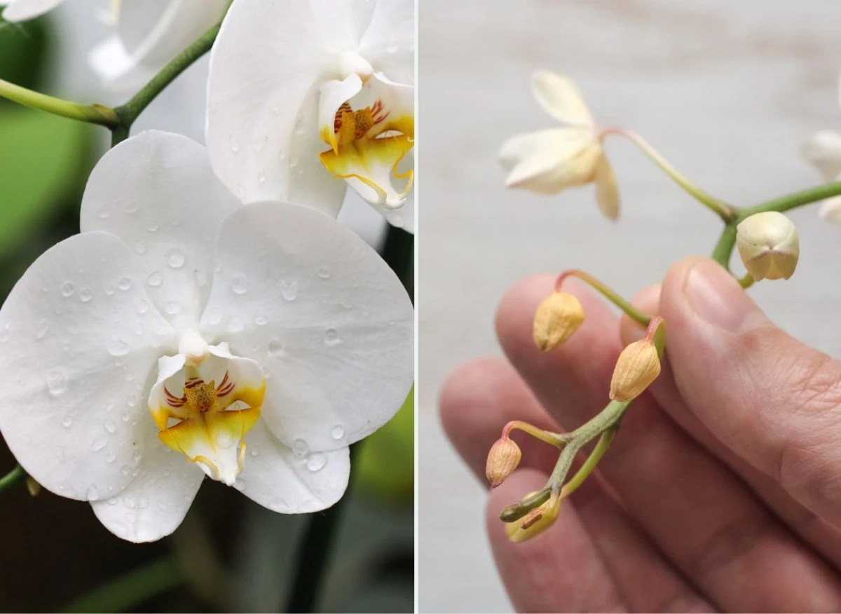 Głównym powodem zrzucania kwiatów storczyka jest niewłaściwa pielęgnacja