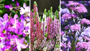 W sierpniu można jeszcze zasadzić wiele pięknych roślin.