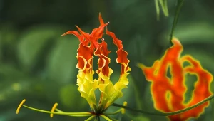Glorioza ze względu na wygląd kwiatów nazywana jest płonącą lilią.