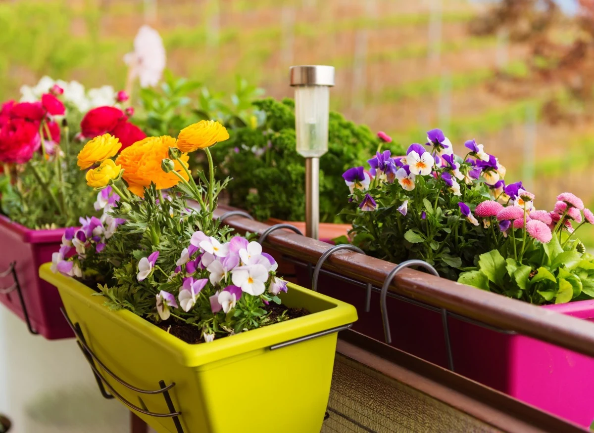 Na koniec lata w ogrodzie warto zasadzić bratki i stokrotki