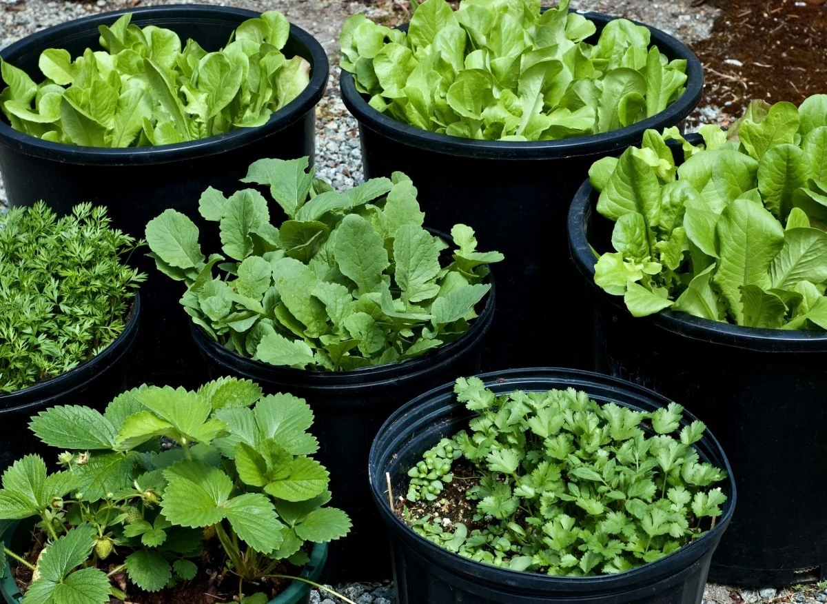 Koniec sierpnia to dobry czas na wysiew sałaty