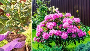 Towarzystwo iglaków sprzyja rozwojowi rododendronów.