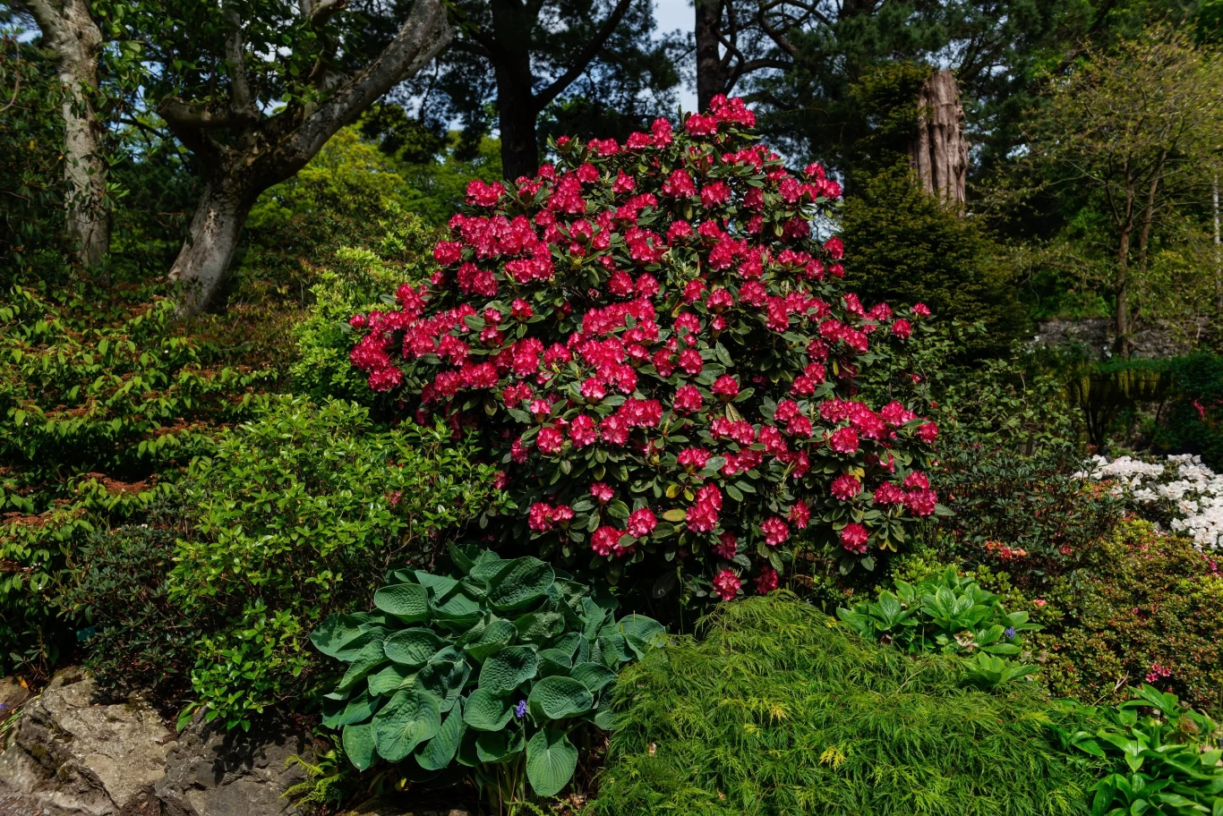 Rododendrony warto sadzić z innymi roślinami lubiącymi półcień
