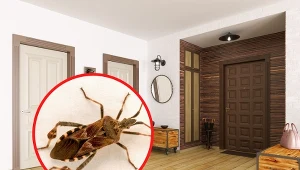 Wtyk amerykański to inwazyjny gatunek pluskwiaka, który przywędrował do Polski z Ameryki Północnej.