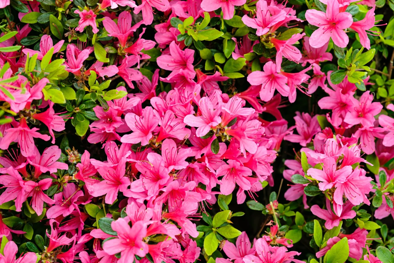 Azalia ogrodowa to piękna przedstawicielka rododendronów