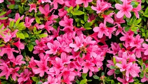 Azalia ogrodowa to piękna przedstawicielka rododendronów