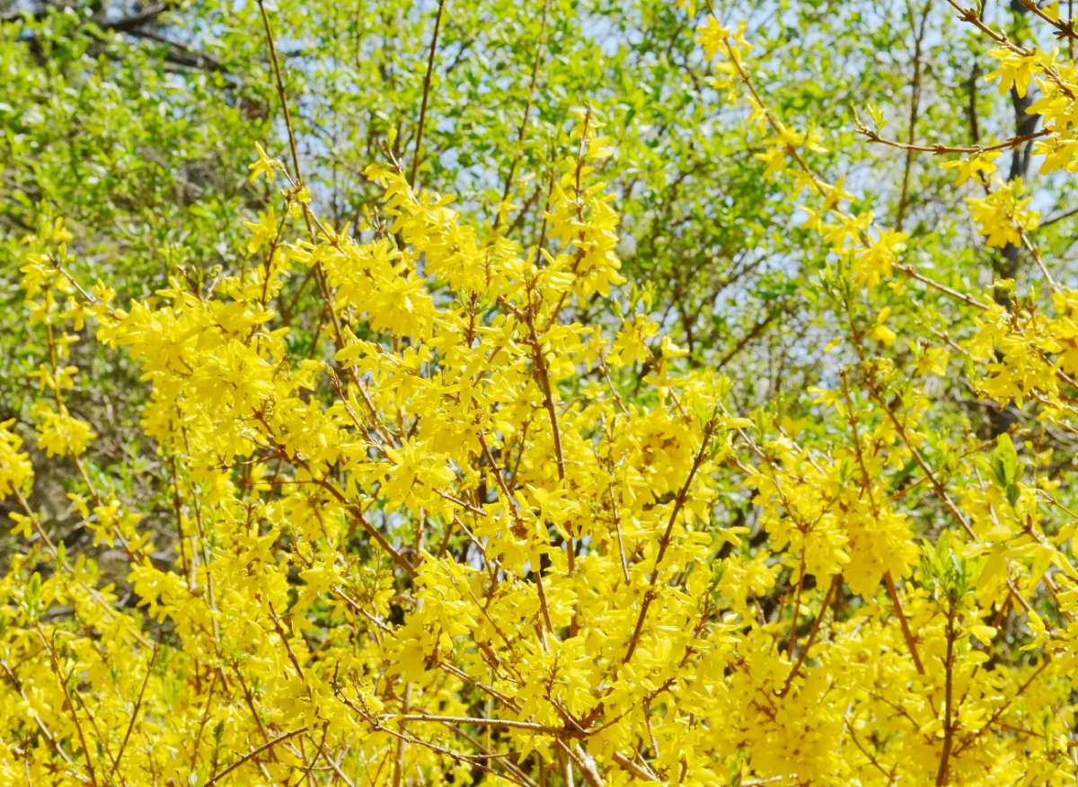 Kwiaty forsycji są źródłem zdrowia