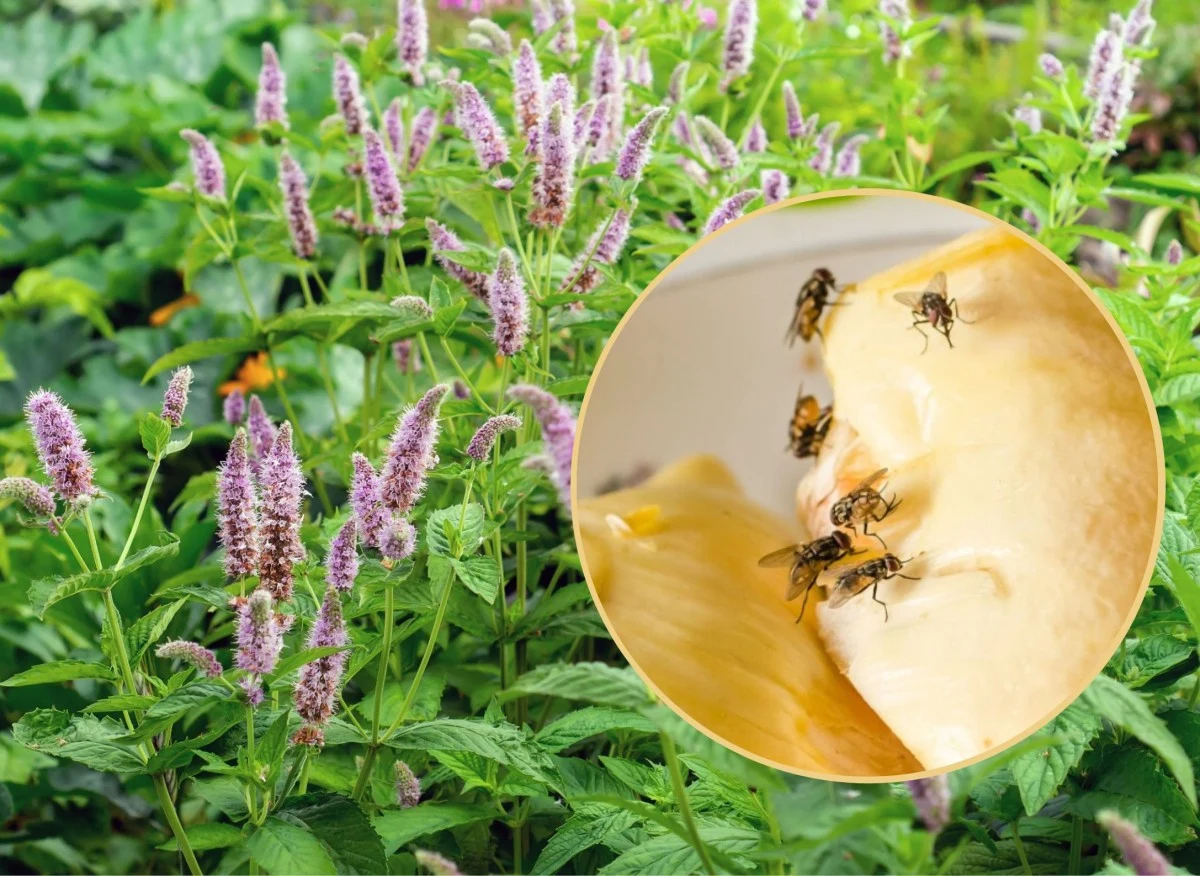 Sprawdźmy, czego nie lubią muchy oraz co zrobić, żeby nie wlatywały do naszego domu