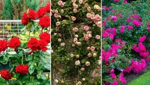 Obecnie wyróżnia się blisko 200 gatunków róż dziko rosnących oraz prawie 20 000 ich szlachetnych.