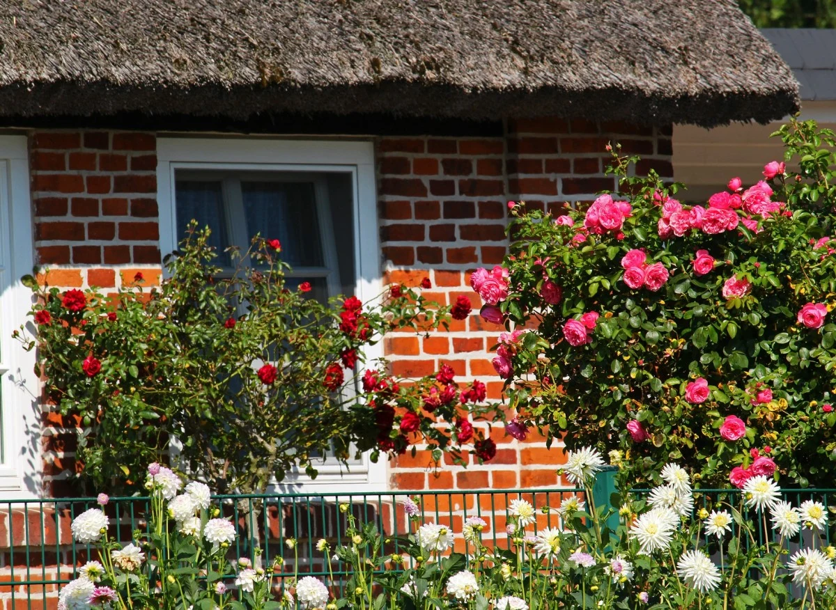 Co posadzić razem z różami