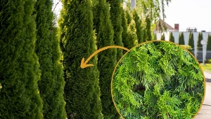 Tuja ozdobna to doskonałe tło dla innych kompozycji.