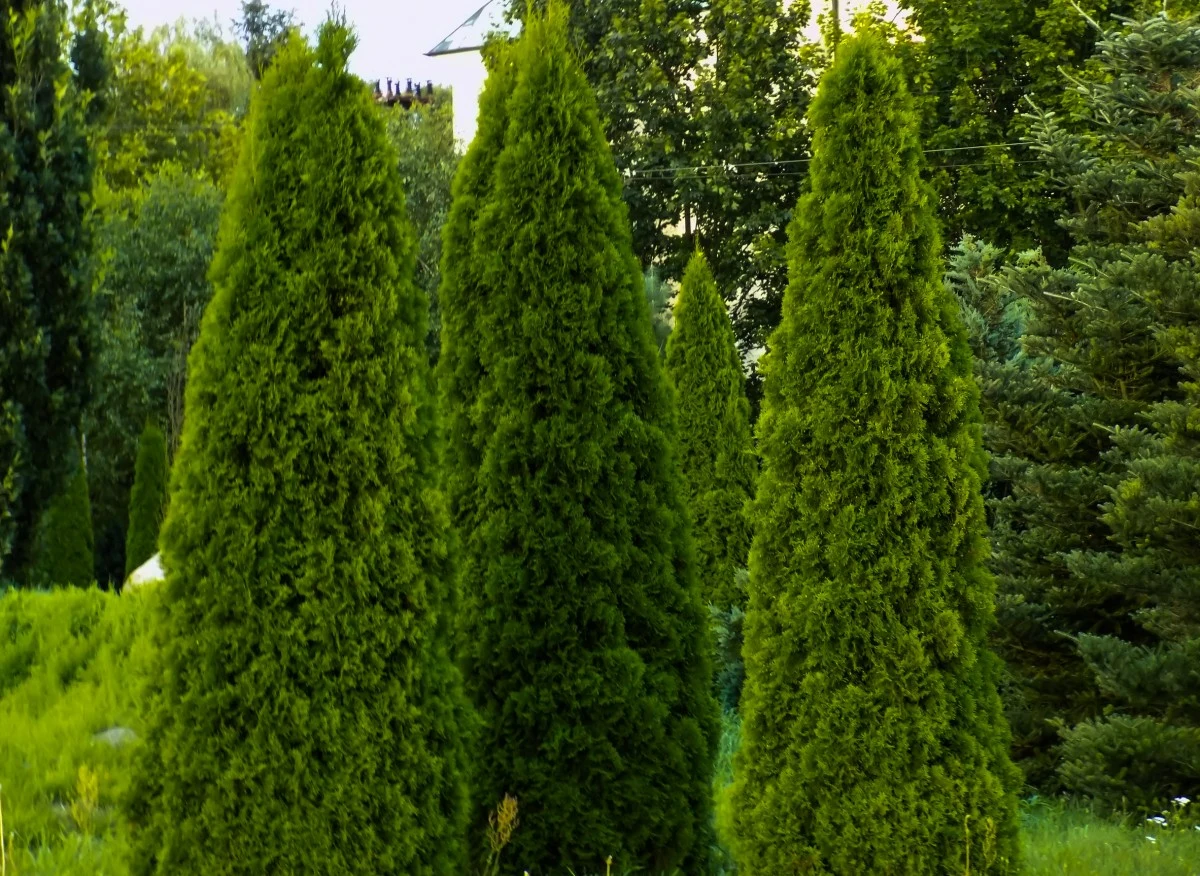 Nazwa tui szmaragdowej zdecydowanie nie jest przypadkowa