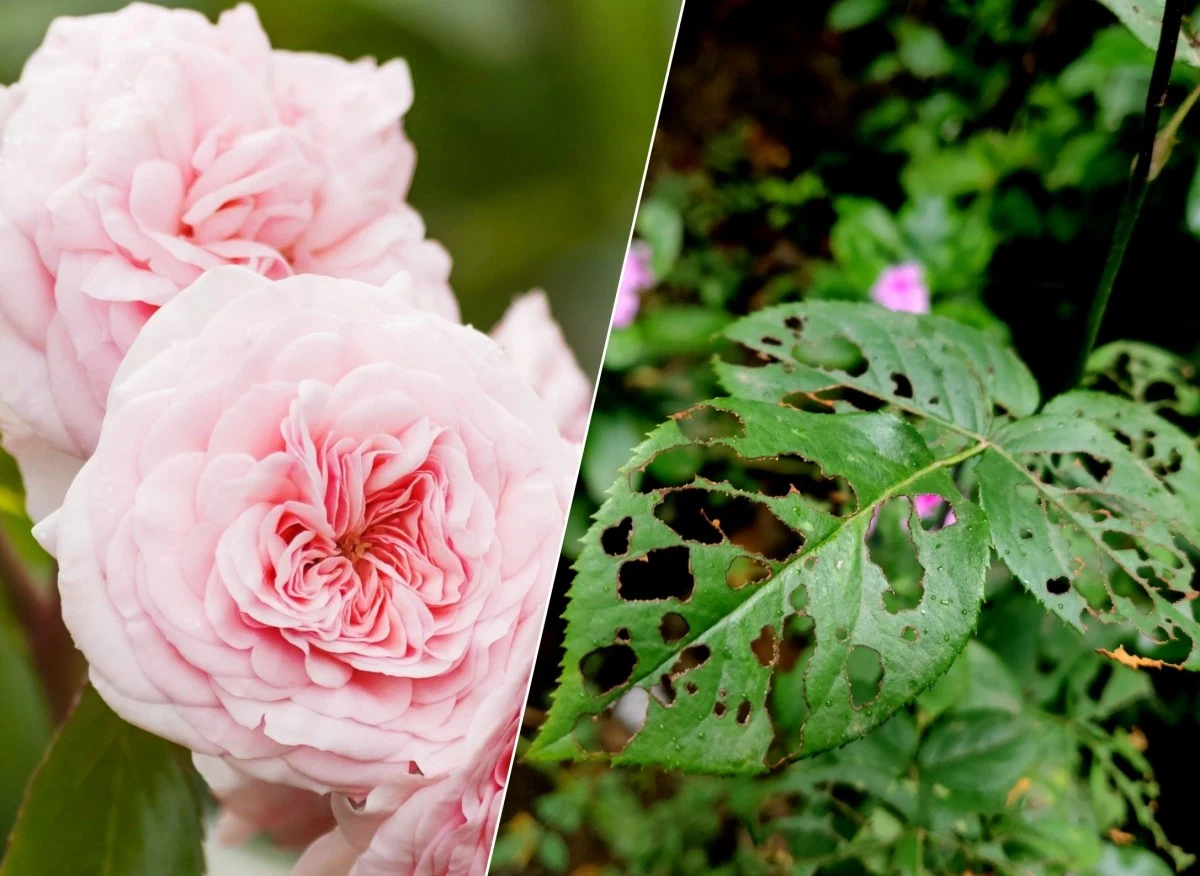 Typowymi objawami żerowania szkodników są wygryzione dziury w liściach róży.