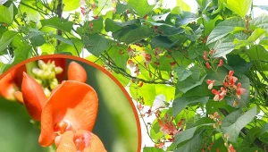 Ceniona nie tylko za wygląd, ale i smak. Uprawa fasoli ozdobnej nie sprawia trudności