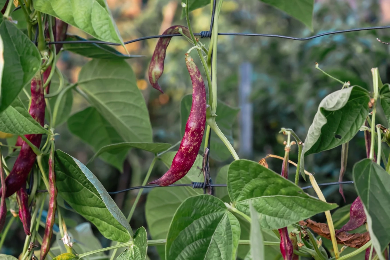 Na miejscu kwiatów fasoli ozdobnej pojawiają się dość sporej wielkości strąki, w których znajdują się jadalne ziarna