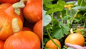 Dynia Hokkaido jest jedną z najmniejszych odmian dyni jadalnych.