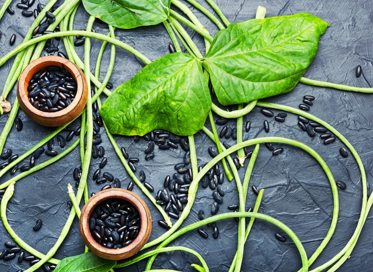 Jego strąki mają więcej białka niż mięso