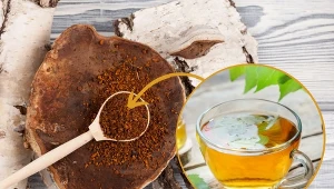 Brzoza wykazuje szereg pożytecznych właściwości.