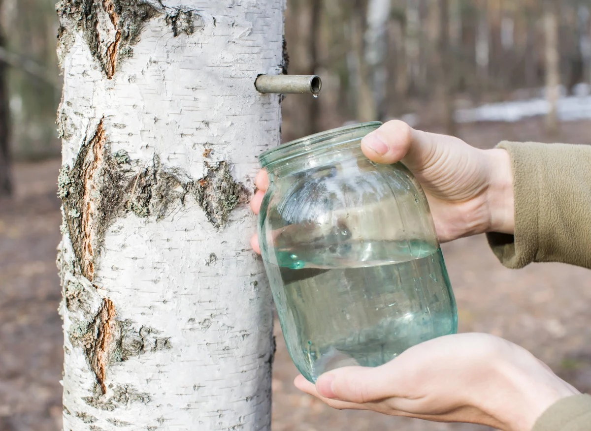 Czym jest oskoła i jak ją pozyskać